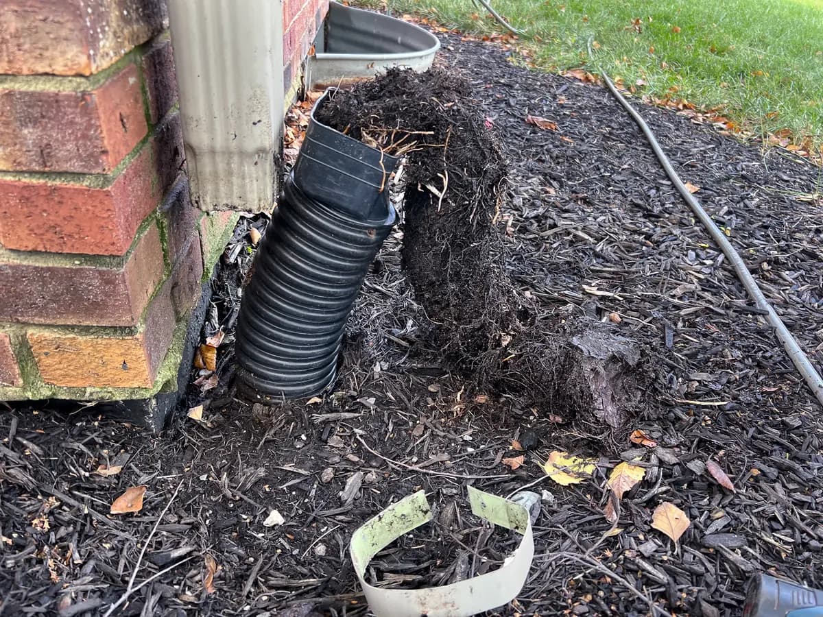 Root growing into downspout extension junction