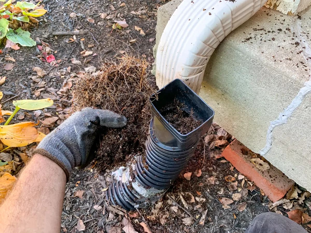Large root ball removed from corrugated downspout extension